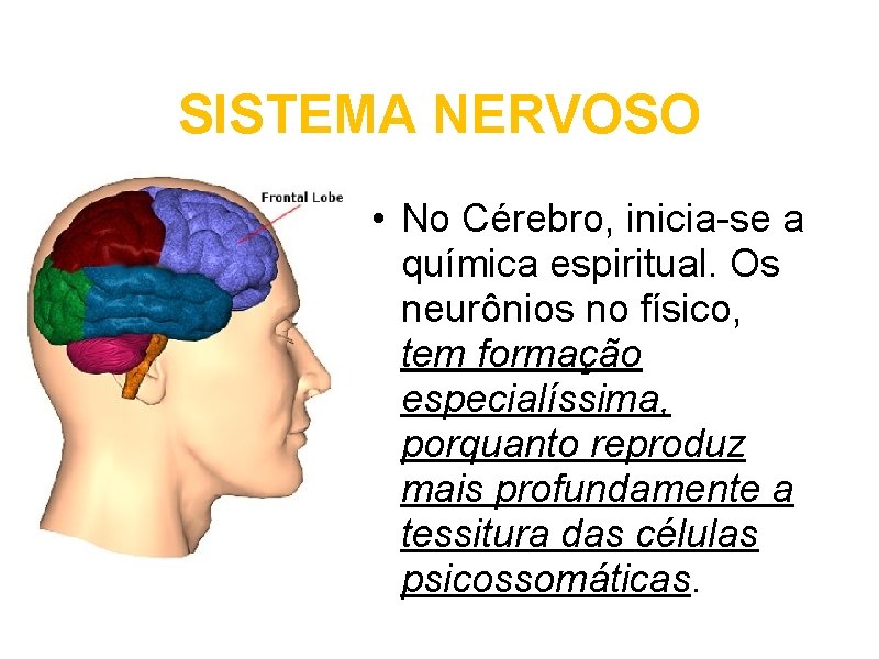 SISTEMA NERVOSO • No Cérebro, inicia-se a química espiritual. Os neurônios no físico, tem