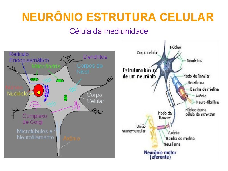 NEURÔNIO ESTRUTURA CELULAR Célula da mediunidade 