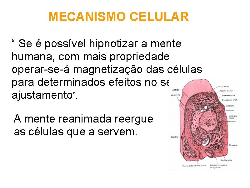 MECANISMO CELULAR “ Se é possível hipnotizar a mente humana, com mais propriedade operar-se-á