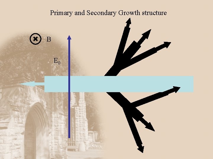 Primary and Secondary Growth structure B E 0 