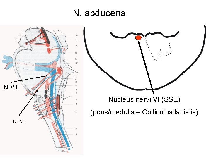 N. abducens N. VII Nucleus nervi VI (SSE) (pons/medulla – Colliculus facialis) N. VI