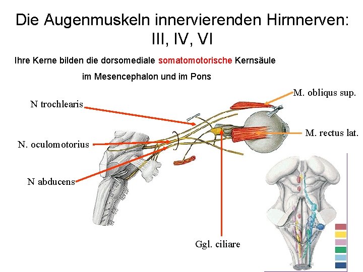 Die Augenmuskeln innervierenden Hirnnerven: III, IV, VI Ihre Kerne bilden die dorsomediale somatomotorische Kernsäule