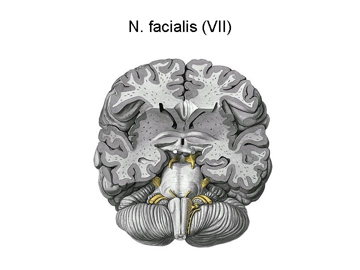 N. facialis (VII) 