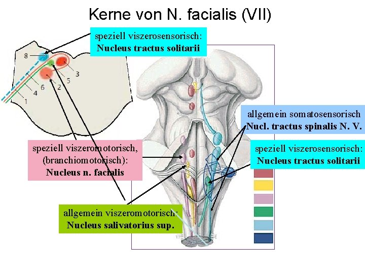 Kerne von N. facialis (VII) speziell viszerosensorisch: Nucleus tractus solitarii allgemein somatosensorisch Nucl. tractus