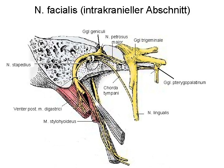 N. facialis (intrakranieller Abschnitt) Ggl geniculi N. petrosus major Ggl trigeminale N. stapedius Ggl.