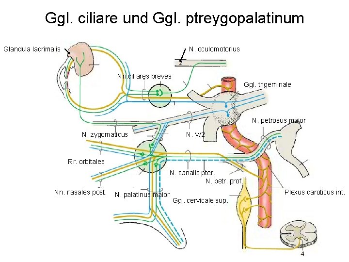 Ggl. ciliare und Ggl. ptreygopalatinum Glandula lacrimalis N. oculomotorius Nn. ciliares breves Ggl. trigeminale