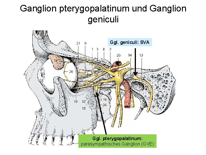 Ganglion pterygopalatinum und Ganglion geniculi Ggl. geniculi: SVA Ggl. pterygopalatinum: parasympathisches Ganglion (GVE) 