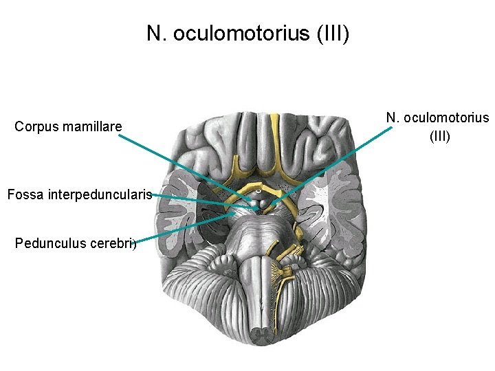 N. oculomotorius (III) Corpus mamillare Fossa interpeduncularis Pedunculus cerebri) N. oculomotorius (III) 