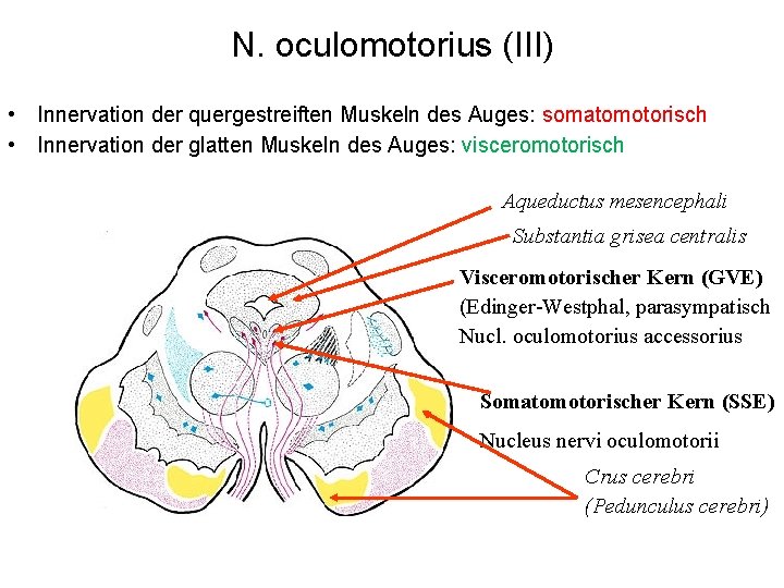 N. oculomotorius (III) • Innervation der quergestreiften Muskeln des Auges: somatomotorisch • Innervation der