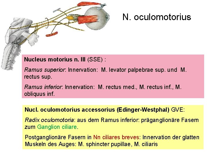 N. oculomotorius Nucleus motorius n. III (SSE) : Ramus superior: Innervation: M. levator palpebrae