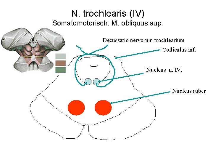 N. trochlearis (IV) Somatomotorisch: M. obliquus sup. Decussatio nervorum trochlearium Colliculus inf. Nucleus n.