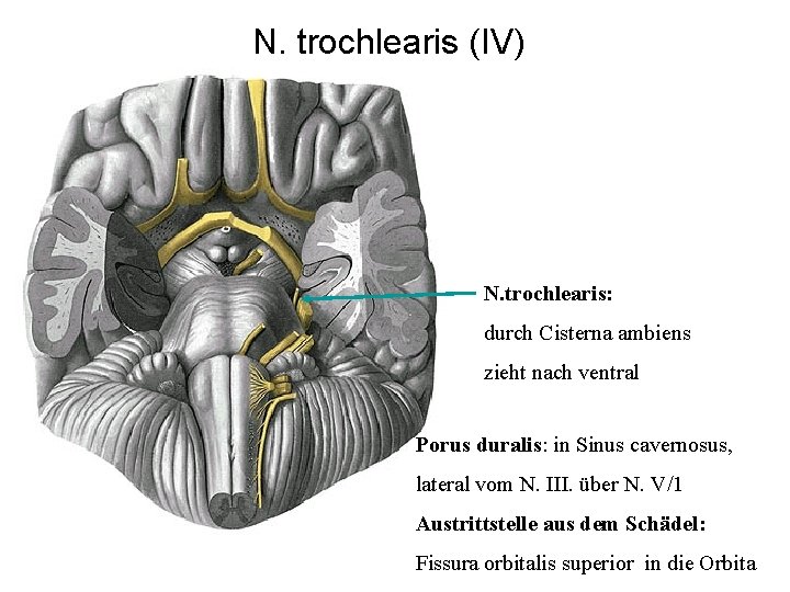 N. trochlearis (IV) N. trochlearis: durch Cisterna ambiens zieht nach ventral Porus duralis: in