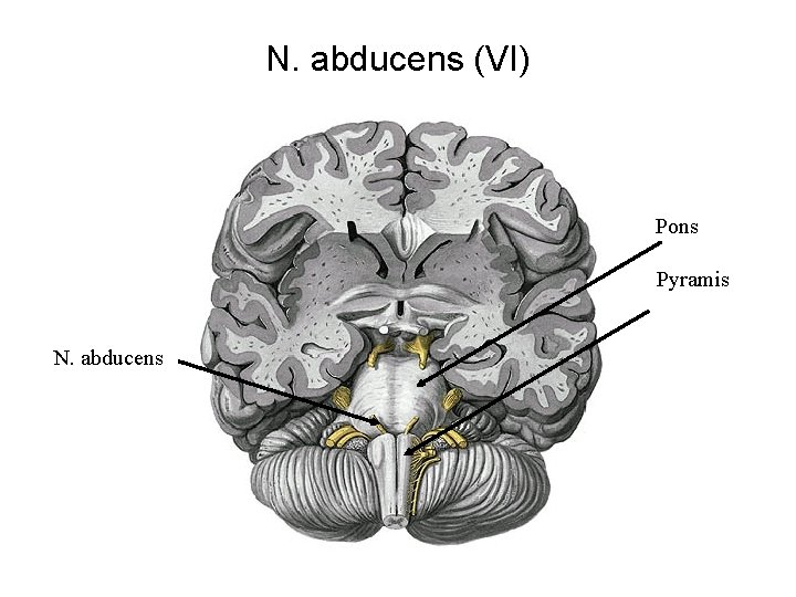 N. abducens (VI) Pons Pyramis N. abducens 