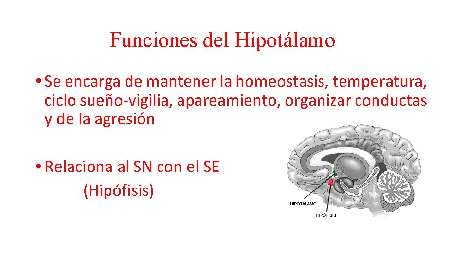 Funciones del Hipotálamo • Se encarga de mantener la homeostasis, temperatura, ciclo sueño-vigilia, apareamiento,