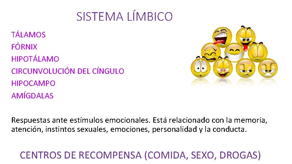 SISTEMA LÍMBICO TÁLAMOS FÓRNIX HIPOTÁLAMO CIRCUNVOLUCIÓN DEL CÍNGULO HIPOCAMPO AMÍGDALAS Respuestas ante estímulos emocionales.