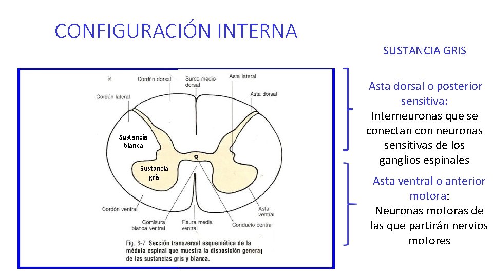 CONFIGURACIÓN INTERNA Sustancia blanca Sustancia gris SUSTANCIA GRIS Asta dorsal o posterior sensitiva: Interneuronas