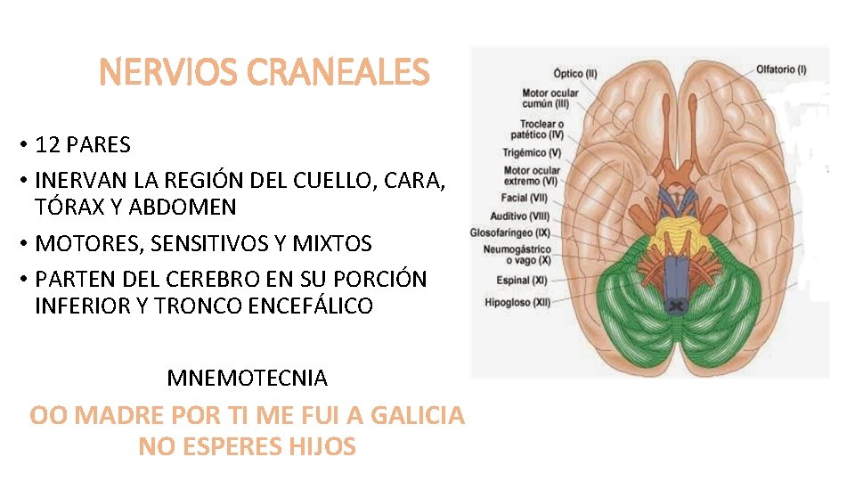 NERVIOS CRANEALES • 12 PARES • INERVAN LA REGIÓN DEL CUELLO, CARA, TÓRAX Y