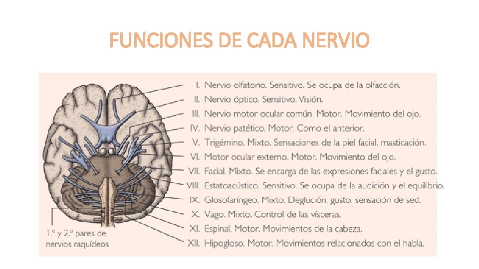 FUNCIONES DE CADA NERVIO 