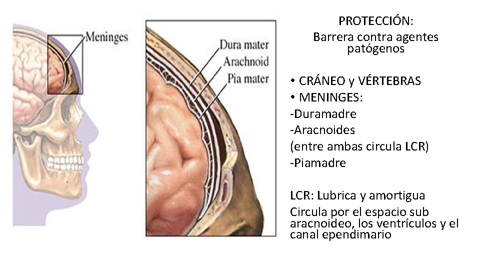 PROTECCIÓN: Barrera contra agentes patógenos • CRÁNEO y VÉRTEBRAS • MENINGES: -Duramadre -Aracnoides (entre