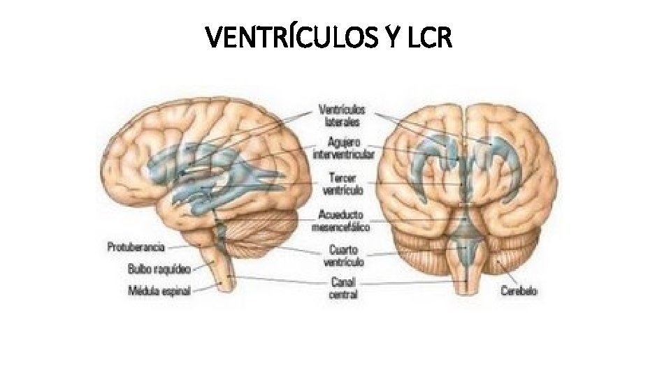 VENTRÍCULOS Y LCR 