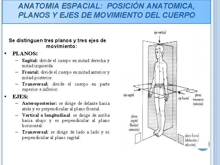 ANATOMIA ESPACIAL: POSICIÓN ANATOMICA, PLANOS Y EJES DE MOVIMIENTO DEL CUERPO Se distinguen tres