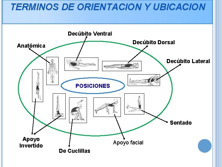 TERMINOS DE ORIENTACION Y UBICACION Decúbito Ventral Decúbito Dorsal Anatómica Decúbito Lateral POSICIONES Sentado