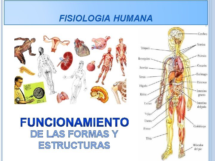 FISIOLOGIA HUMANA DE LAS FORMAS Y ESTRUCTURAS 