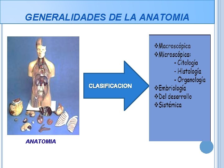 GENERALIDADES DE LA ANATOMIA CLASIFICACION ANATOMIA 