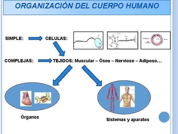 ORGANIZACIÓN DEL CUERPO HUMANO SIMPLE: COMPLEJAS: Órganos CELULAS: TEJIDOS: Muscular – Óseo – Nervioso