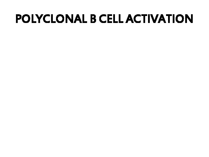 POLYCLONAL B CELL ACTIVATION 
