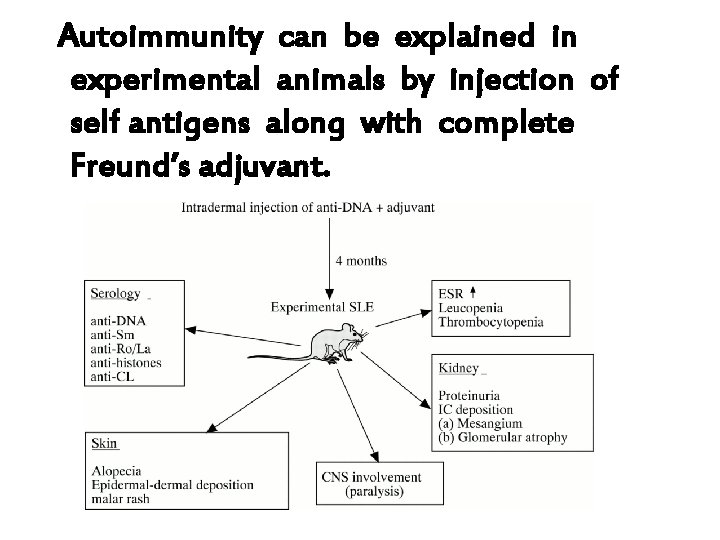 Autoimmunity can be explained in experimental animals by injection of self antigens along with