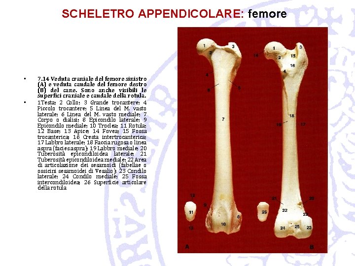 SCHELETRO APPENDICOLARE: femore • • 7. 14 Veduta craniale del femore sinistro (A) e