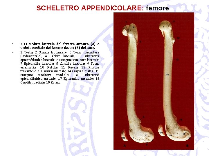 SCHELETRO APPENDICOLARE: femore • • 7. 11 Veduta laterale del femore sinistro (A) e