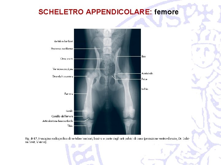 SCHELETRO APPENDICOLARE: femore 