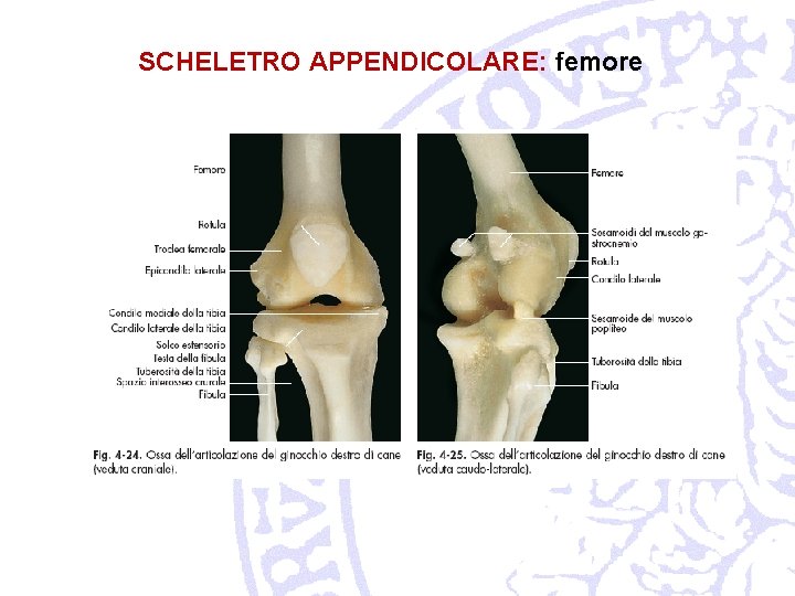 SCHELETRO APPENDICOLARE: femore 