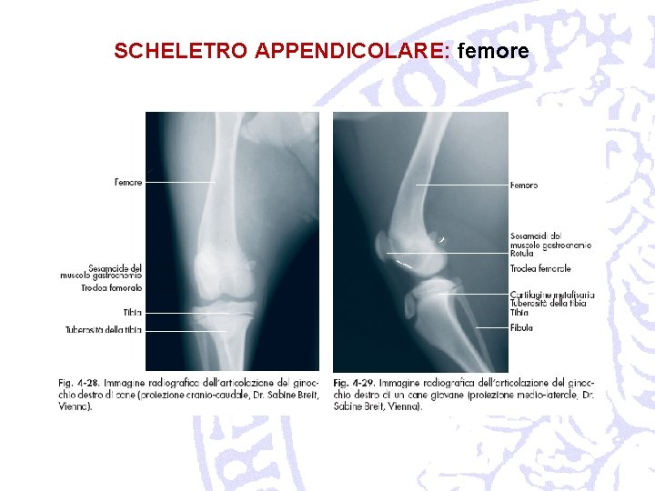 SCHELETRO APPENDICOLARE: femore 