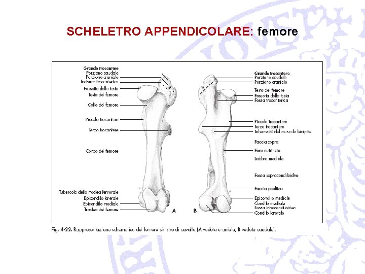 SCHELETRO APPENDICOLARE: femore 