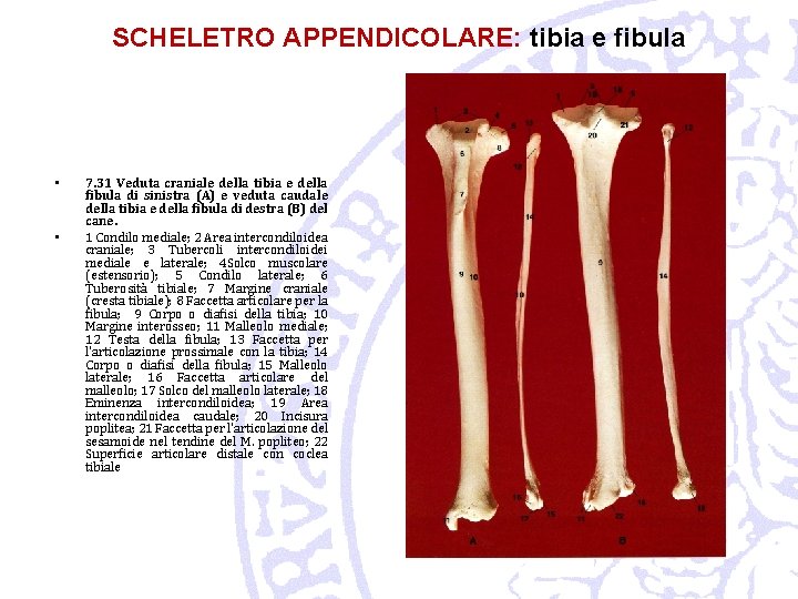 SCHELETRO APPENDICOLARE: tibia e fibula • • 7. 31 Veduta craniale della tibia e