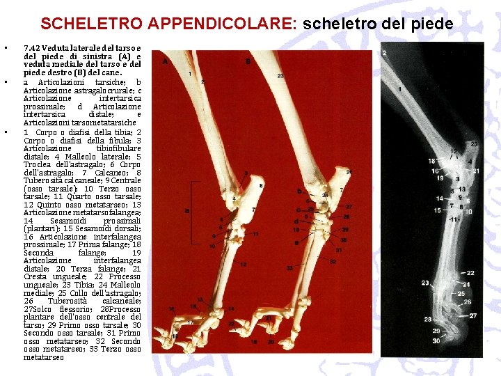 SCHELETRO APPENDICOLARE: scheletro del piede • • • 7. 42 Veduta laterale del tarso