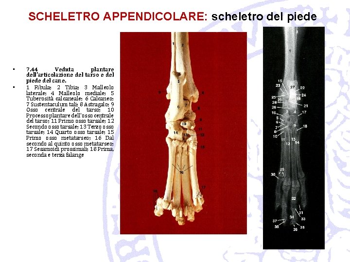 SCHELETRO APPENDICOLARE: scheletro del piede • • 7. 44 Veduta plantare dell'articolazione del tarso