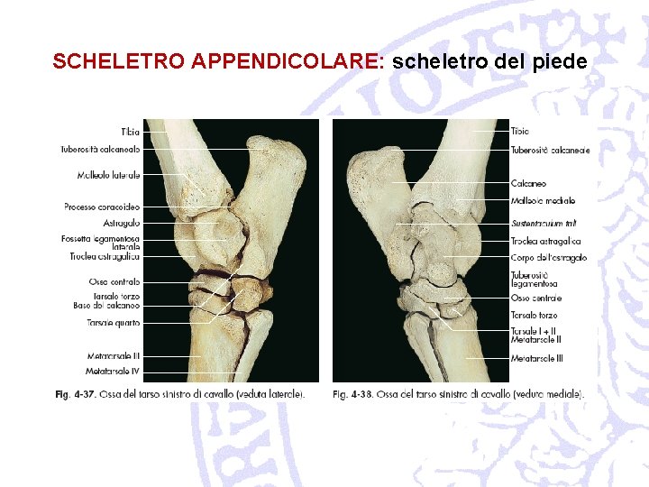 SCHELETRO APPENDICOLARE: scheletro del piede 