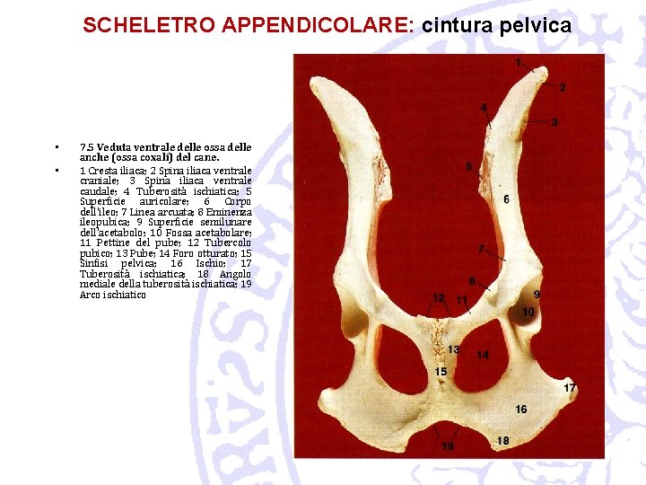 SCHELETRO APPENDICOLARE: cintura pelvica • • 7. 5 Veduta ventrale delle ossa delle anche