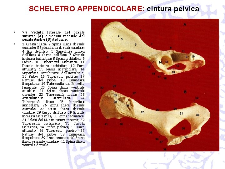 SCHELETRO APPENDICOLARE: cintura pelvica • • 7. 9 Veduta laterale del coxale sinistro (A)