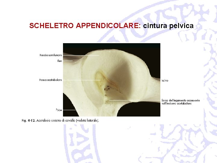 SCHELETRO APPENDICOLARE: cintura pelvica 