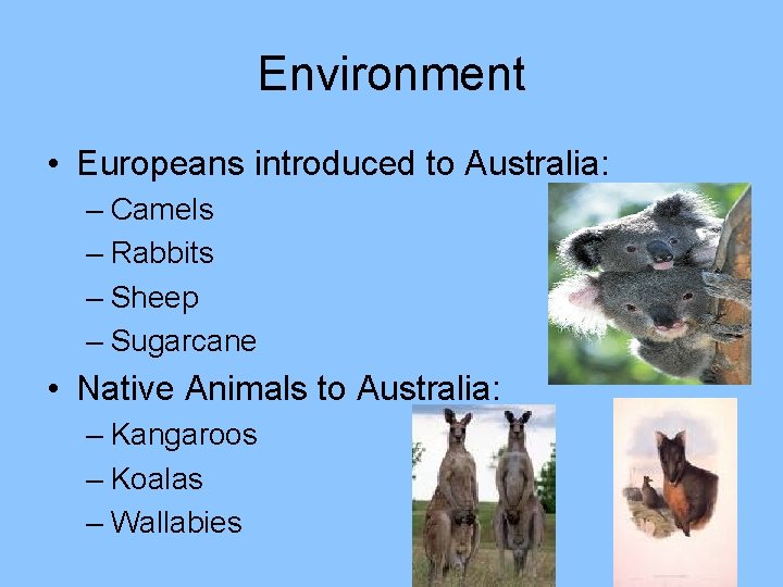 Environment • Europeans introduced to Australia: – Camels – Rabbits – Sheep – Sugarcane
