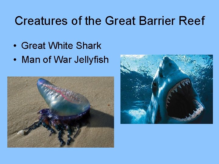 Creatures of the Great Barrier Reef • Great White Shark • Man of War