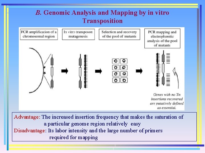 B. Genomic Analysis and Mapping by in vitro Transposition Advantage: The increased insertion frequency