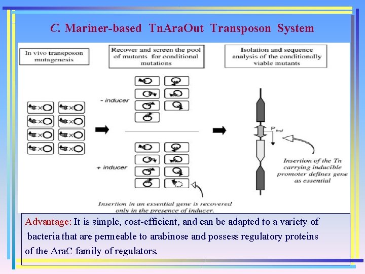 C. Mariner-based Tn. Ara. Out Transposon System Advantage: It is simple, cost-efﬁcient, and can