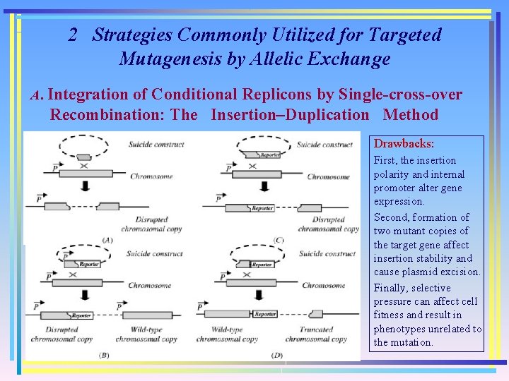 2 Strategies Commonly Utilized for Targeted Mutagenesis by Allelic Exchange A. Integration of Conditional