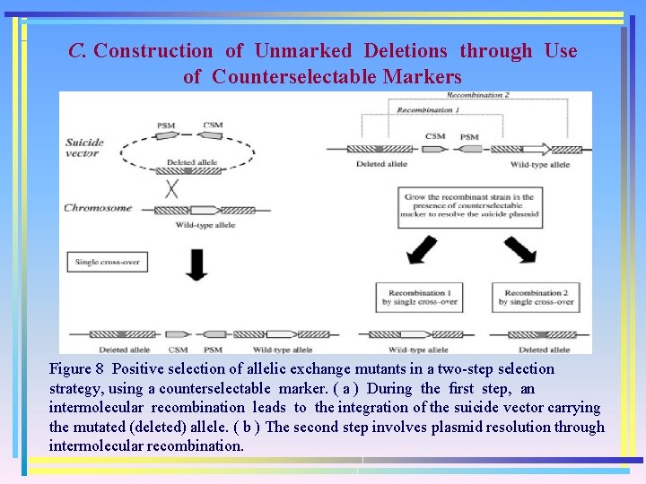 C. Construction of Unmarked Deletions through Use of Counterselectable Markers Figure 8 Positive selection